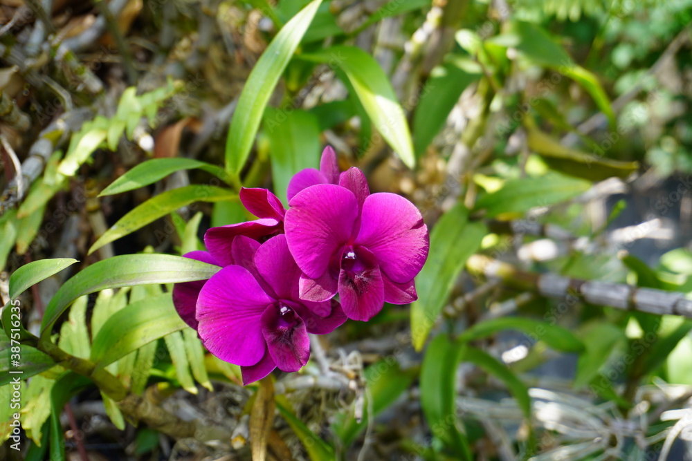 photo of purple orchid in the garden photo of purple orchid in the garden