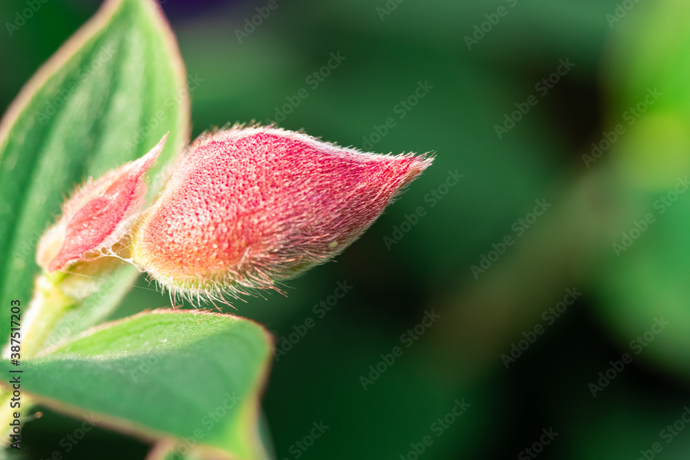 太陽の光を受けて、うぶ毛が光る赤い花の蕾 太陽の光を受けて、うぶ毛が光る赤い花の蕾
