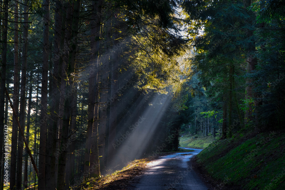 Fototapeta premium herbststimmung in den Wäldern der Vogesen