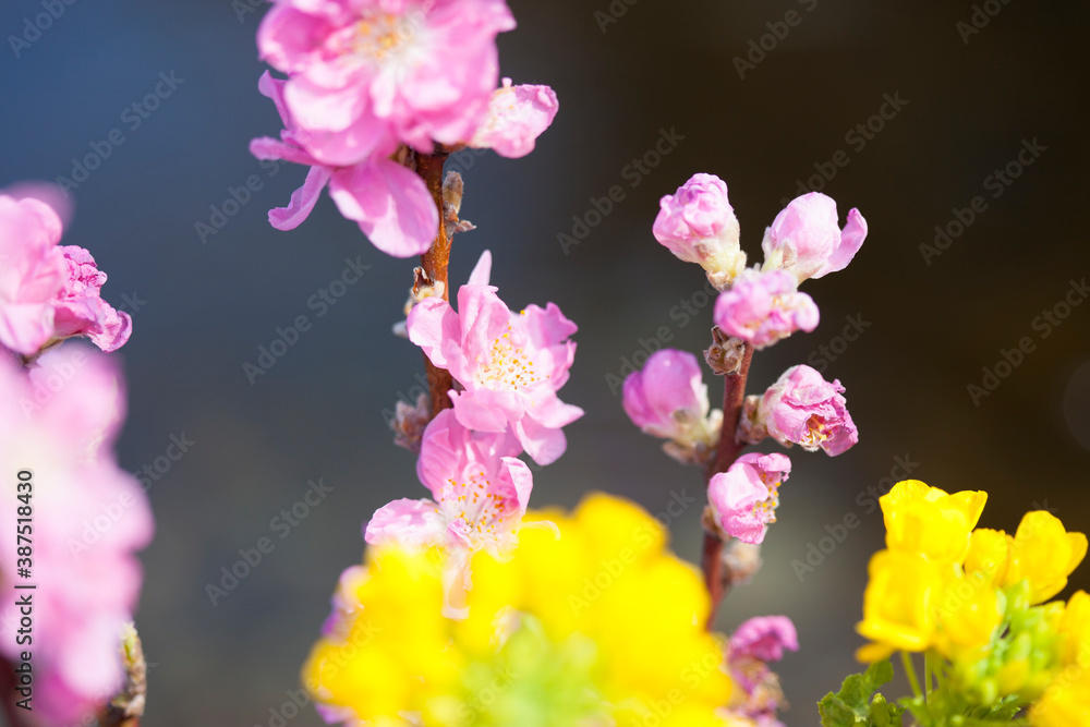 Obraz premium 桃の花と菜の花