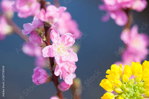 桃の花と菜の花 © Paylessimages
