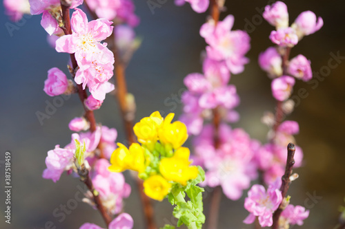 桃の花と菜の花 © Paylessimages