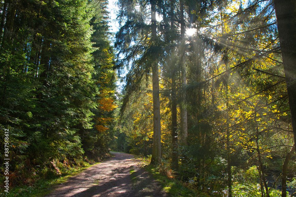 Obraz premium Herbststimmung in den Wäldern der Vogesen