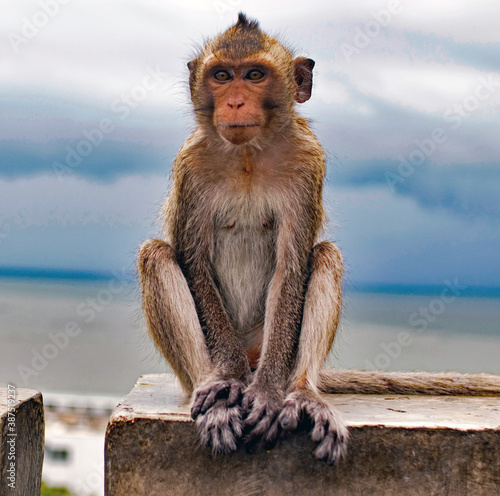 A Monkey in Bangsaen District Chonburi Thailand Southeast Asia © Willi