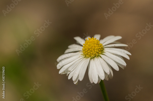 small white daisy (bellis) flower