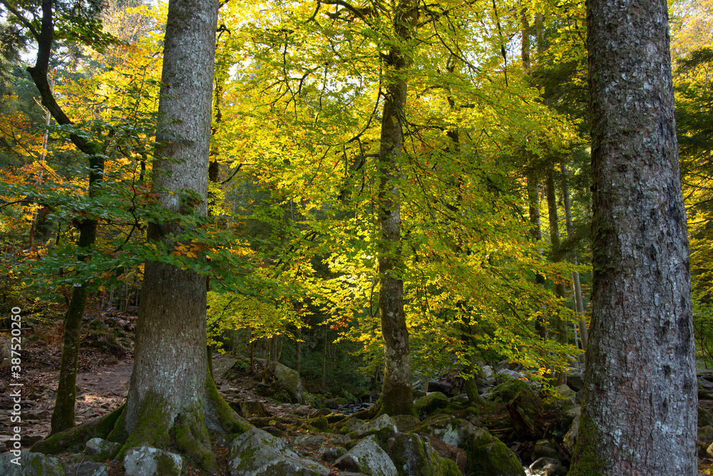 Fototapeta premium Herbststimmung in den Wäldern der Vogesen