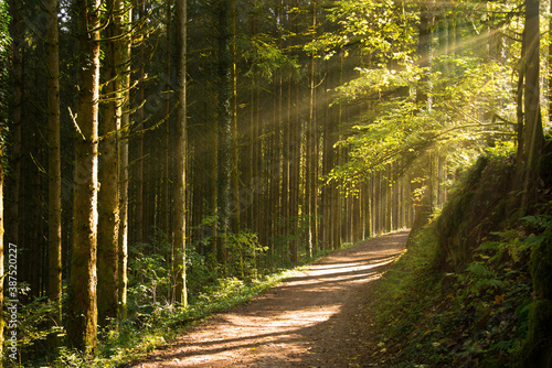 herbststimmung in den Wäldern der Vogesen photo