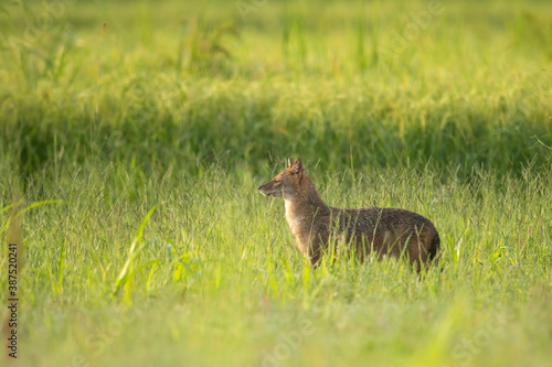 Indian Golden jackal in green field in morning  © tahir