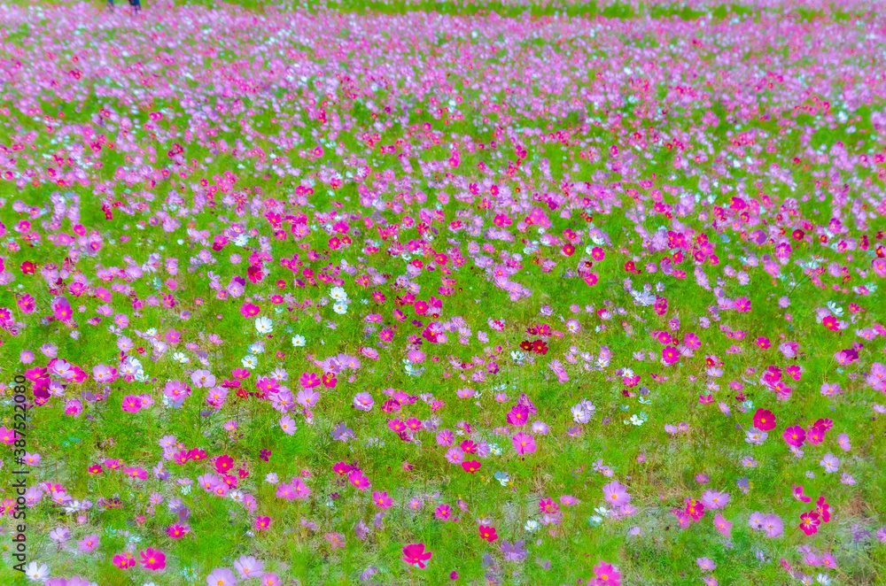 咲き乱れるピンクのコスモス園の風景