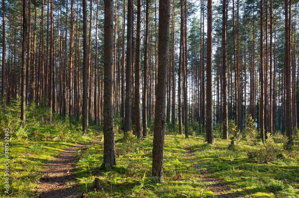 Fototapeta premium Nature of Seliger. Pine forest on a summer day