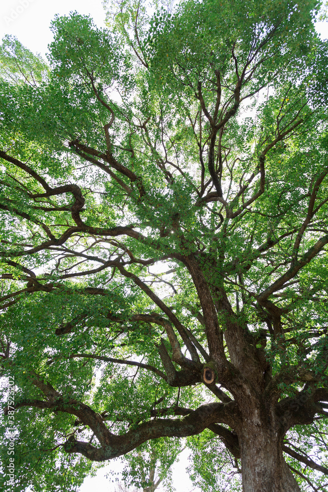 Obraz premium 平野神社の神木