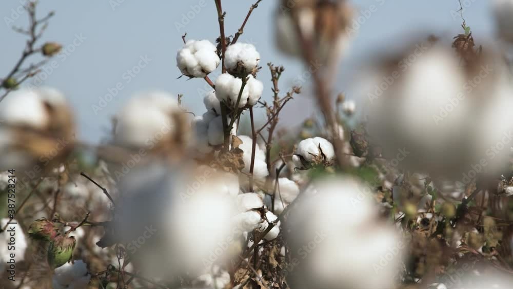 Thin twigs of cotton plants with white fluffy flower bolls growing on wide field against blue sky on sunny summer day extreme close low angle shot.