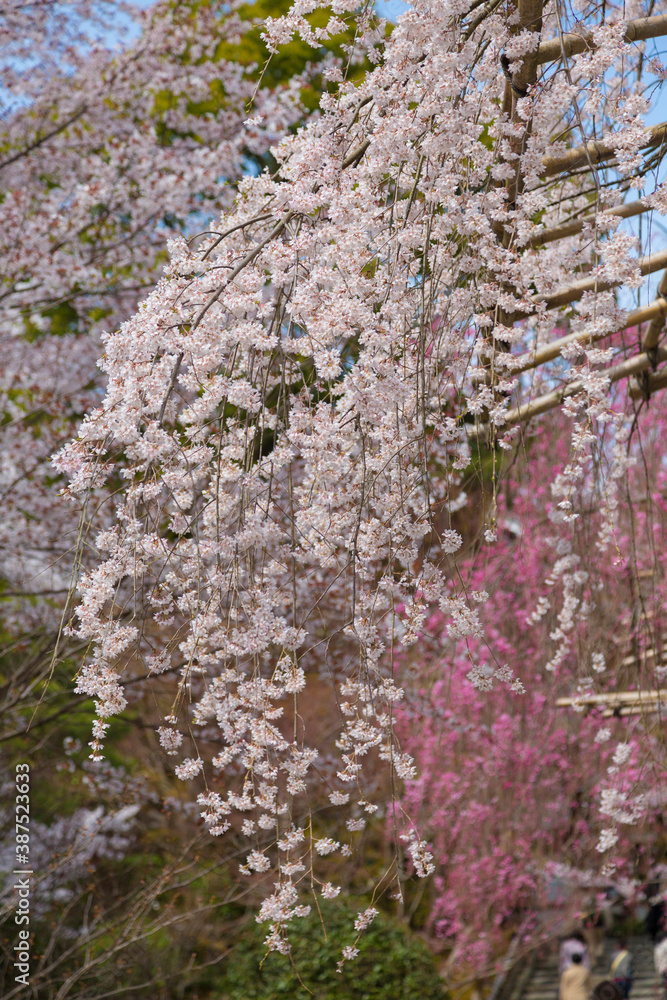 龍安寺参道の枝垂れ桜 龍安寺参道の枝垂れ桜