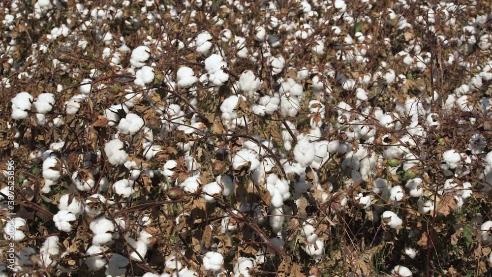 Dry brown cotton bushes with white fluffy flower bolls and leaves on twigs grow on large field against distant mountains on sunny summer day low angle shot.