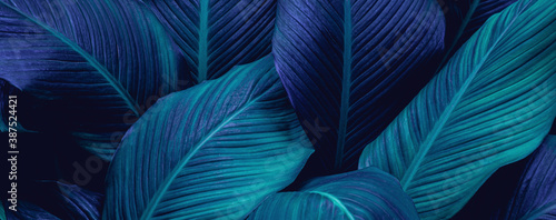 closeup tropical green leaf background. Flat lay, fresh wallpaper banner concept © Nabodin