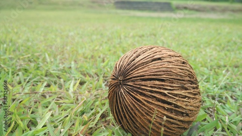 landscape with grass and trees