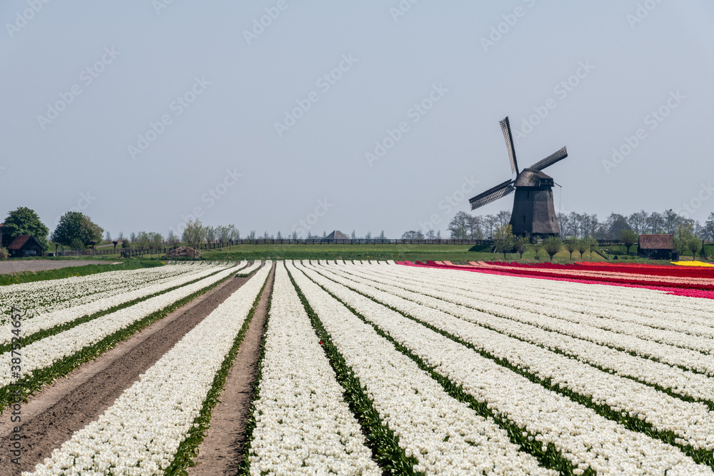 Field of white tulips with windmill in the background