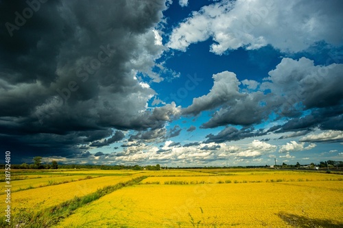 Fototapeta Naklejka Na Ścianę i Meble -  rice field to collect overgrown by black clouds of storm in late summer