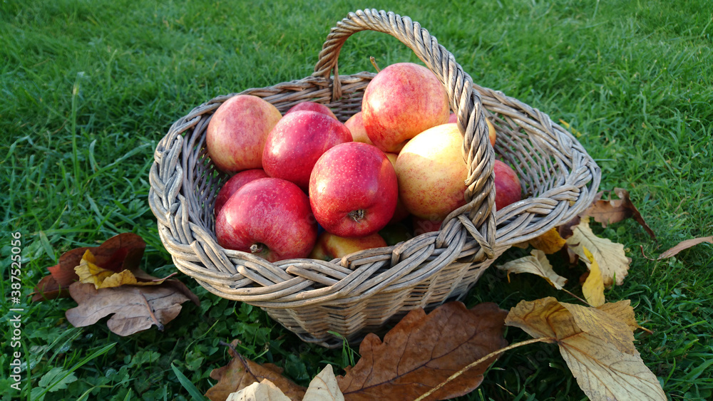 panier de pommes sur de l'herbe panier de pommes sur de l'herbe