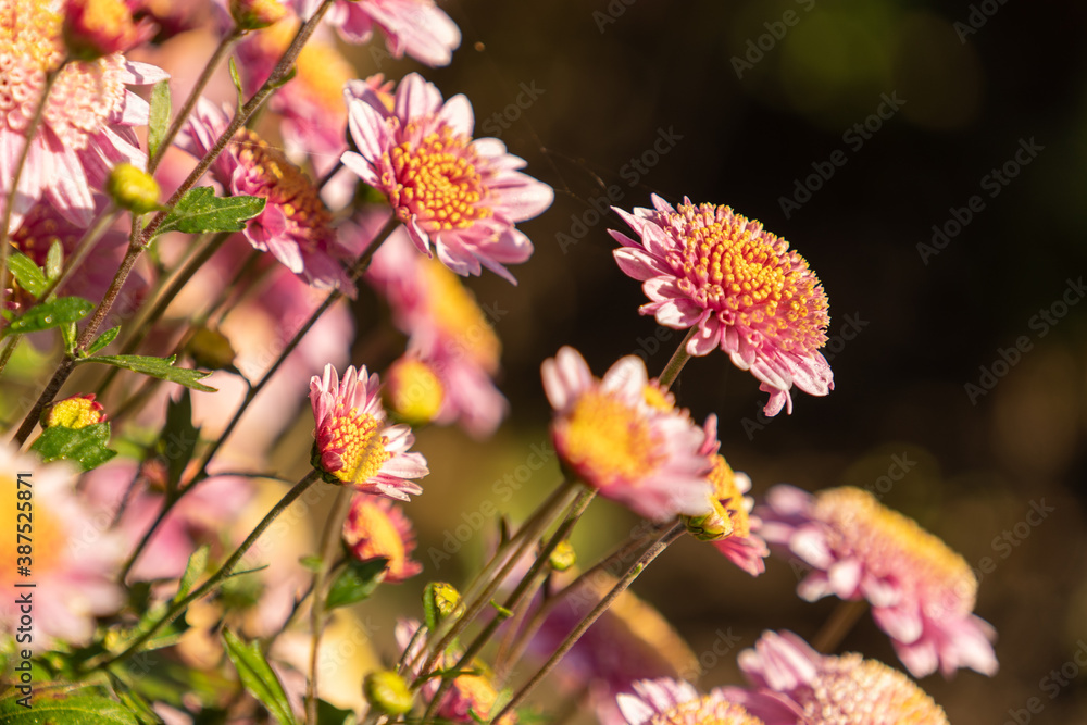 Beautiful natural background of chrysanthemums Beautiful natural background of chrysanthemums