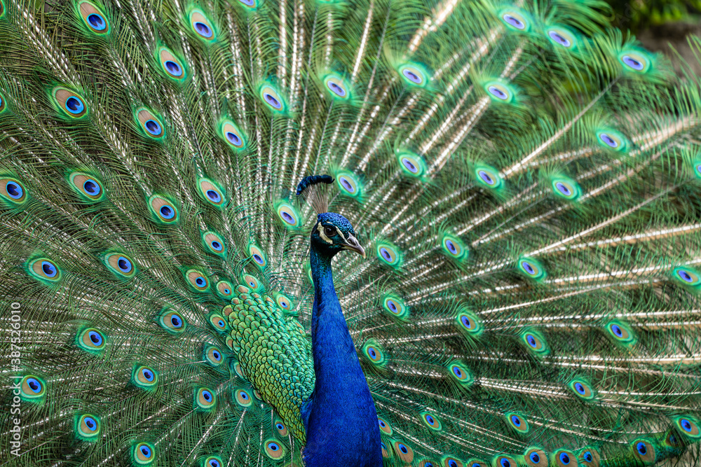 Obraz premium Indian Peacock or Blue Peacock, Pavo cristatus