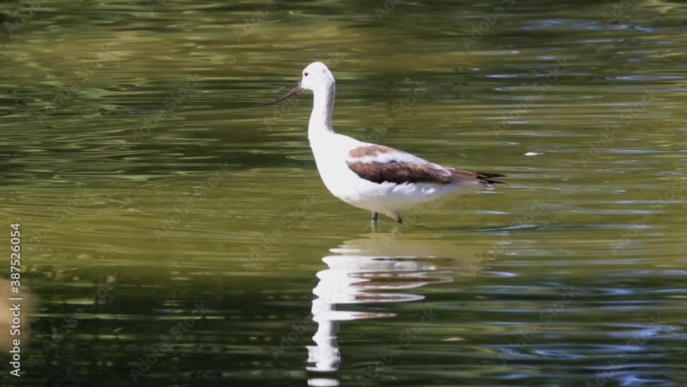Sunny view of a American avocet eating in a pond Sunny view of a American avocet eating in a pond