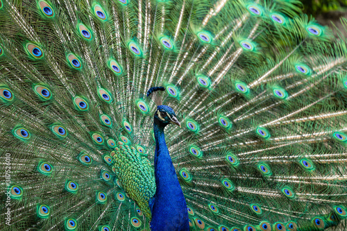 Indian Peacock or Blue Peacock, Pavo cristatus photo