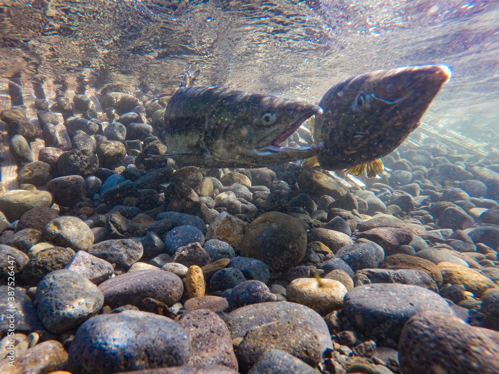 Obraz premium 水中撮影 川を上る鮭 北海道増毛町