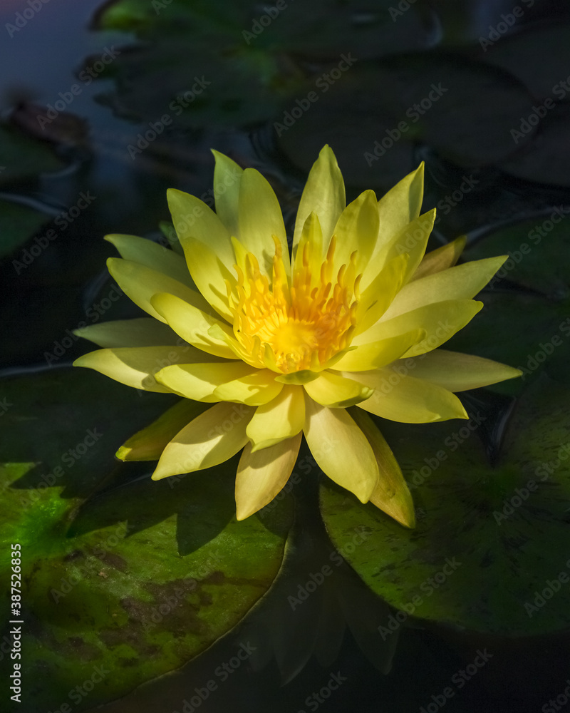 Closeup view of bright yellow pinwaree water lily nymphaea flower isolated outdoors on dark natural background Closeup view of bright yellow pinwaree water lily nymphaea flower isolated outdoors on dark natural background