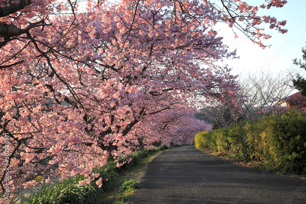 河津桜（みなみの桜）