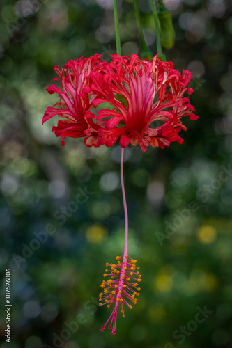 Closeup view of bright orange red flower of hibiscus schizopetalus aka japanese lantern, coral hibiscus or spider hibiscus outdoors on natural background photo