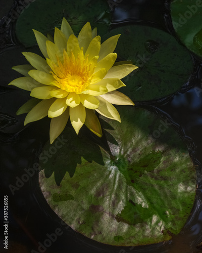 Yellow pinwaree water lily nymphaea flower on natural background photo