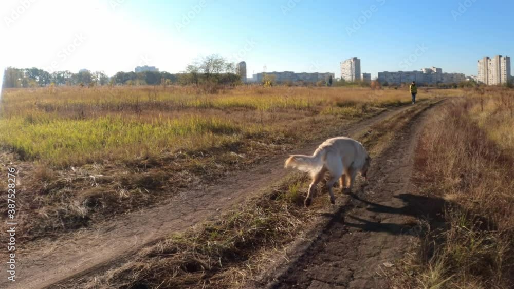 Beautiful white Golgen retriever dog running Beautiful white Golgen retriever dog running