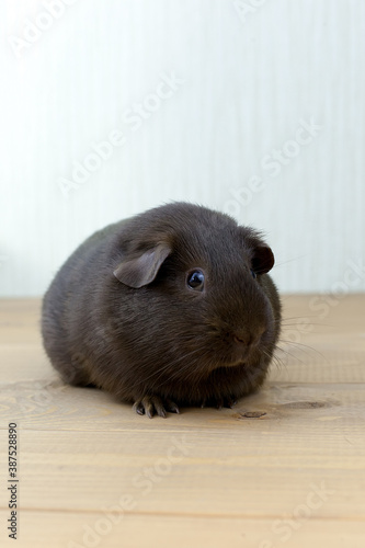 Chocolate female Guinea pig. The breed is a smooth-haired Guinea pig. Pet