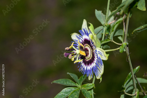 passiflora in my garden