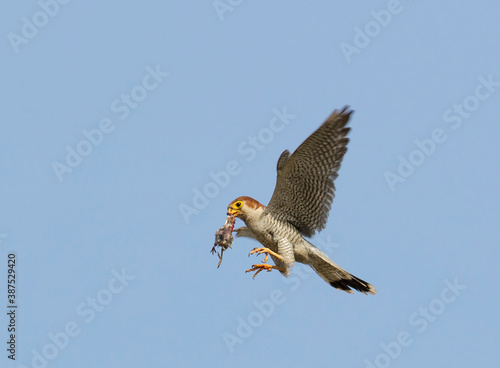 The red-necked falcon is a bird of prey in the falcon family with two disjunct populations, one in India and the other in Africa. photo