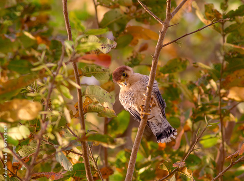 The red-necked falcon is a bird of prey in the falcon family with two disjunct populations, one in India and the other in Africa. photo