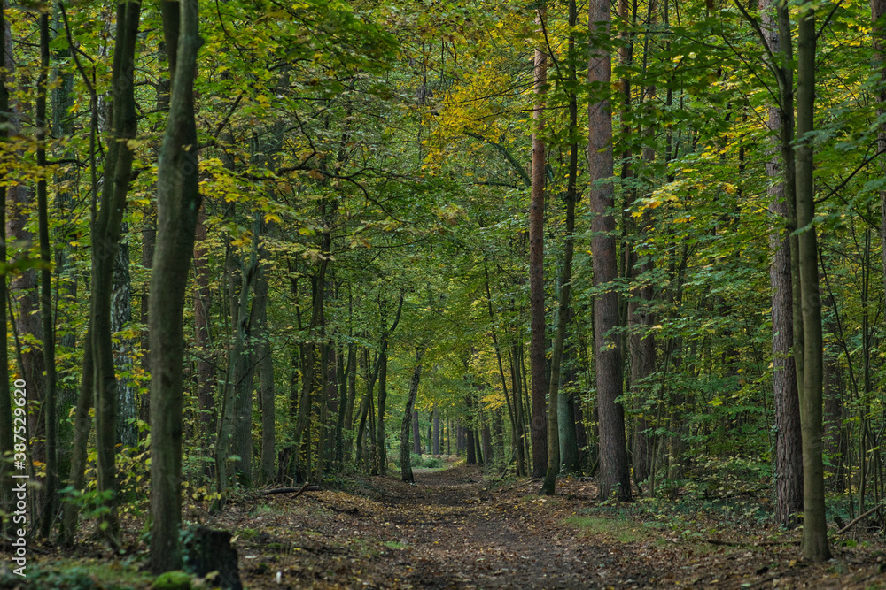 Obraz premium Herbstwald