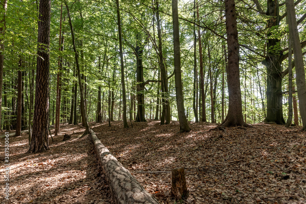 Beautiful dense forest in the sunshine. Saxon Switzerland. Germany Beautiful dense forest in the sunshine. Saxon Switzerland. Germany