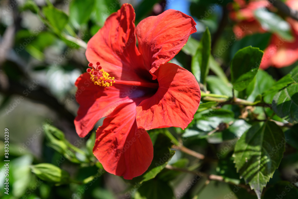 Fototapeta premium One large and delicate vivid red hibiscus flowers in an exotic garden, surrounded by green leaves, in a sunny summer day on Isola Bella by Lake Maggiore in Northern Italy, outdoor floral background.