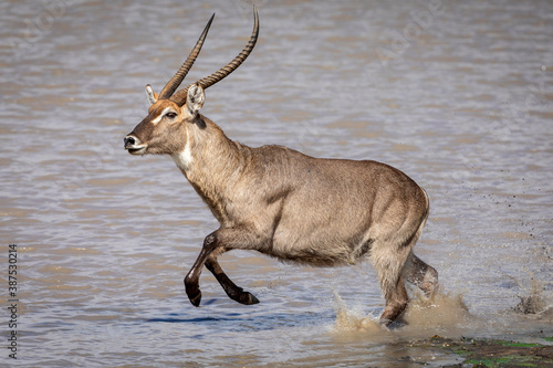 Billede på lærred Male waterbuck running through water in sunlight in Kruger Park in South Africa