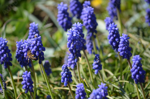 Close up of a group of fresh small blue flowers of Muscari neglectum or common grape hyacinth in a garden in a sunny spring day  floral background photographed with soft focus.