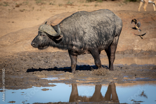 Adult african buffalo standing in mud at edge of water in Kruger Park in South Africa