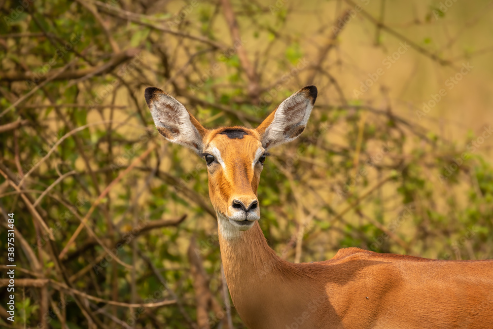 A female impala (Aepyceros melampus) looking alert, Lake Mburo National Park, Uganda. A female impala (Aepyceros melampus) looking alert, Lake Mburo National Park, Uganda.