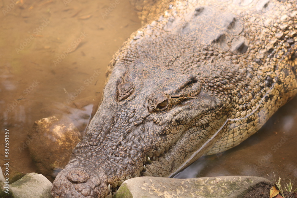 Obraz premium wild crocodile in the pond.