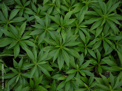 Wallpaper Mural green leaves background Torontodigital.ca
