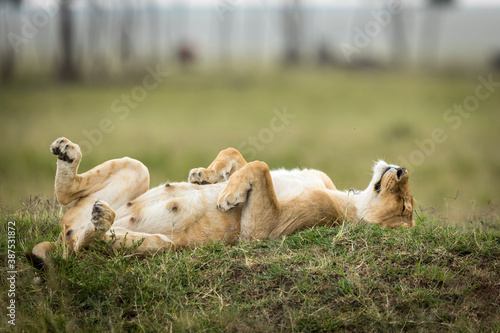 Lioness mother lying on her back on green grass in Masai Mara in Kenya
