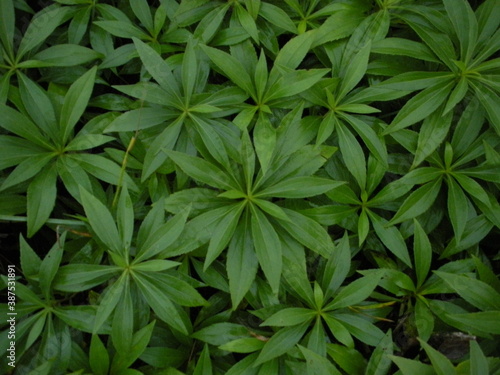 Wallpaper Mural green leaves background Torontodigital.ca