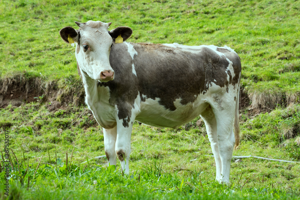 young cow on green mountain grass near Ibach, Black Forest, Germany young cow on green mountain grass near Ibach, Black Forest, Germany