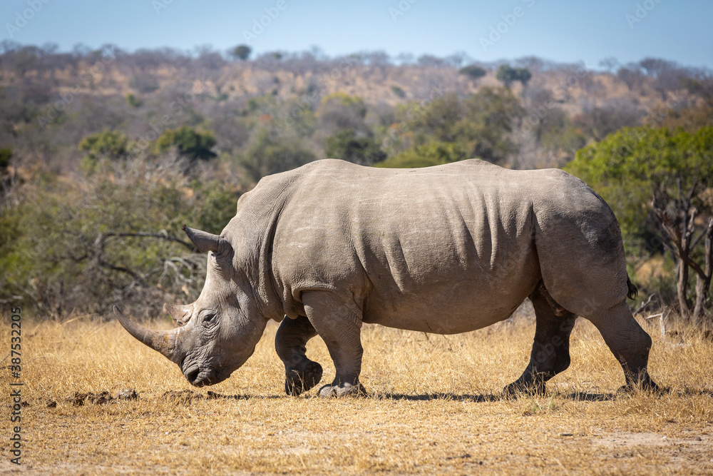 Horizontal portrait of a white rhino walking in Kruger Park in South Africa